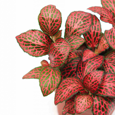 Фиттония Альбивенсис Красная, горшок